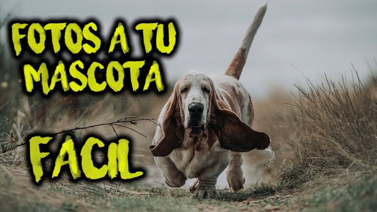 Consejos Esenciales para Fotografiar Mascotas con C&aacute;mara Digital