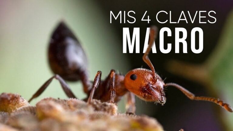 Consejos para mejorar la iluminaci&oacute;n en la fotograf&iacute;a macro digital